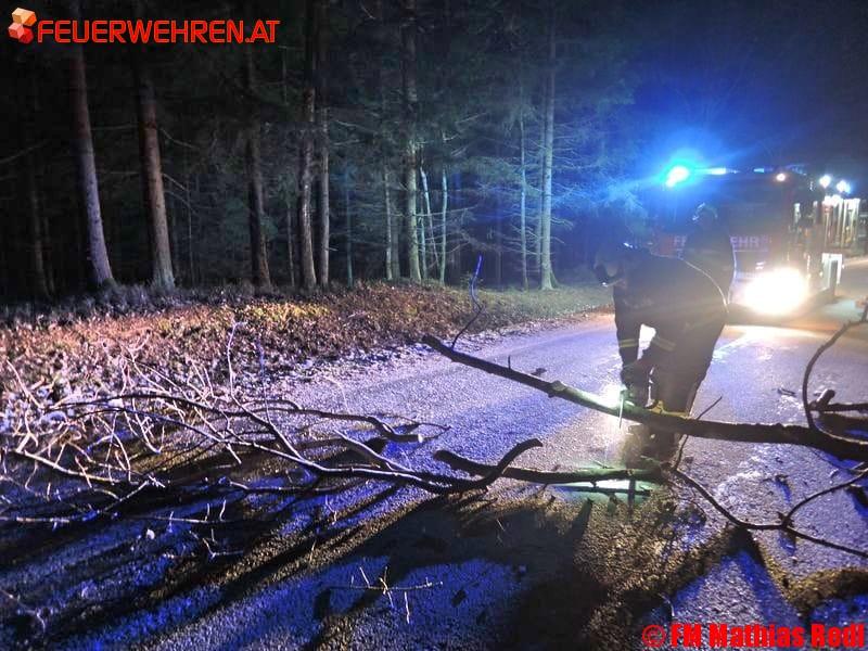BFKDO Gmünd: Sturmböe lässt Baum auf Straße stürzen
