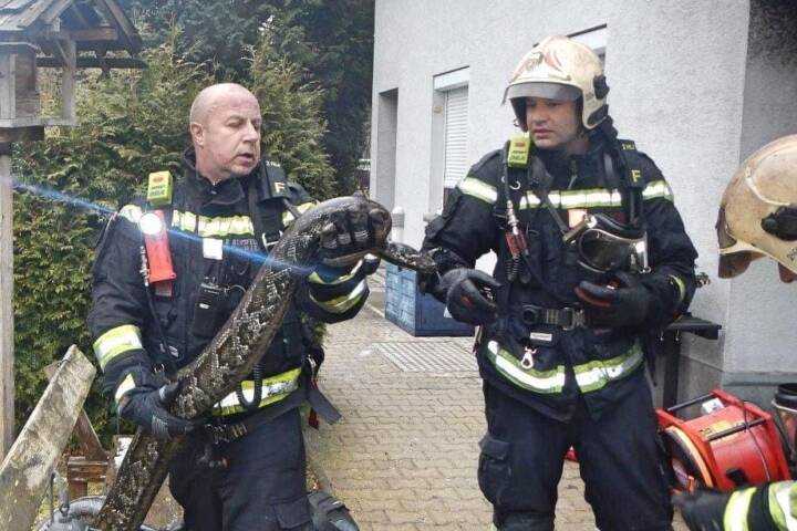 BF Wien: Würgeschlange und Kaninchen bei Kellerbrand gerettet