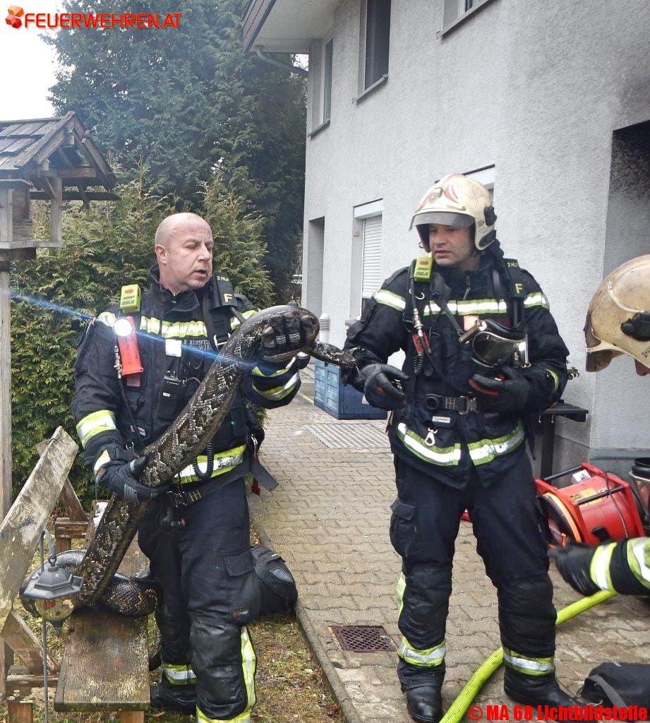 BF Wien: Würgeschlange und Kaninchen bei Kellerbrand gerettet