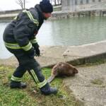 BF Wien: Feuerwehrmänner retten verletzten Biber