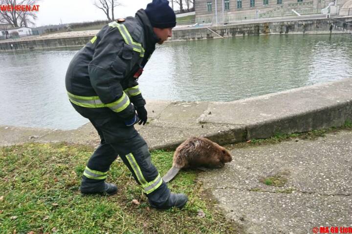BF Wien: Feuerwehrmänner retten verletzten Biber