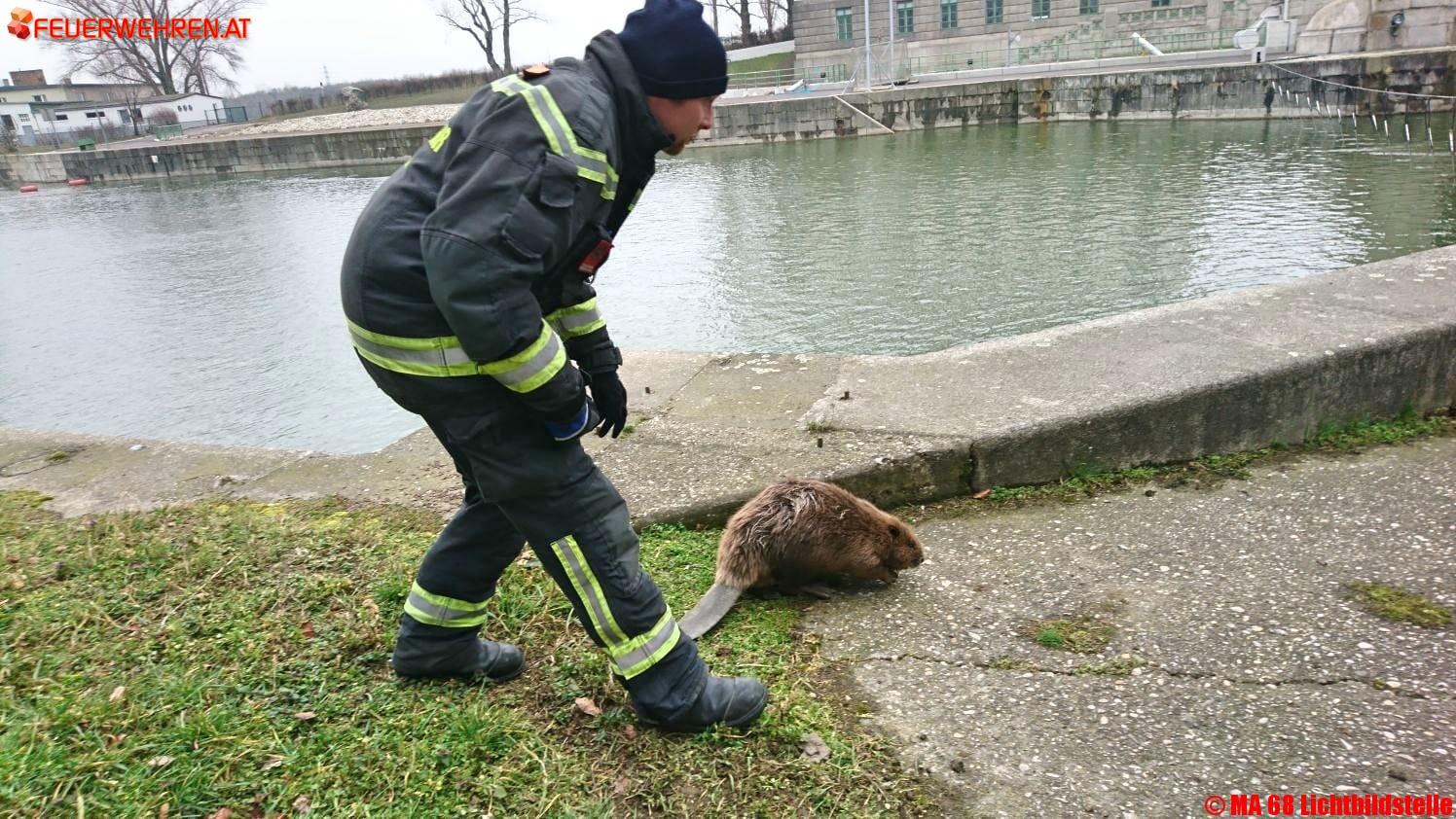BF Wien: Feuerwehrmänner retten verletzten Biber
