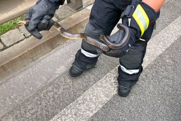 BF Wien: Bergen einer Schlange