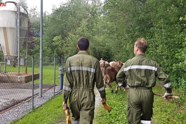 BFV Liezen A06: Tierrettung im Gleisbereich