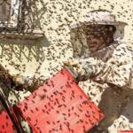 BFK Krems: Hunderte Bienen „belagerten“ Fahrrad und Auto