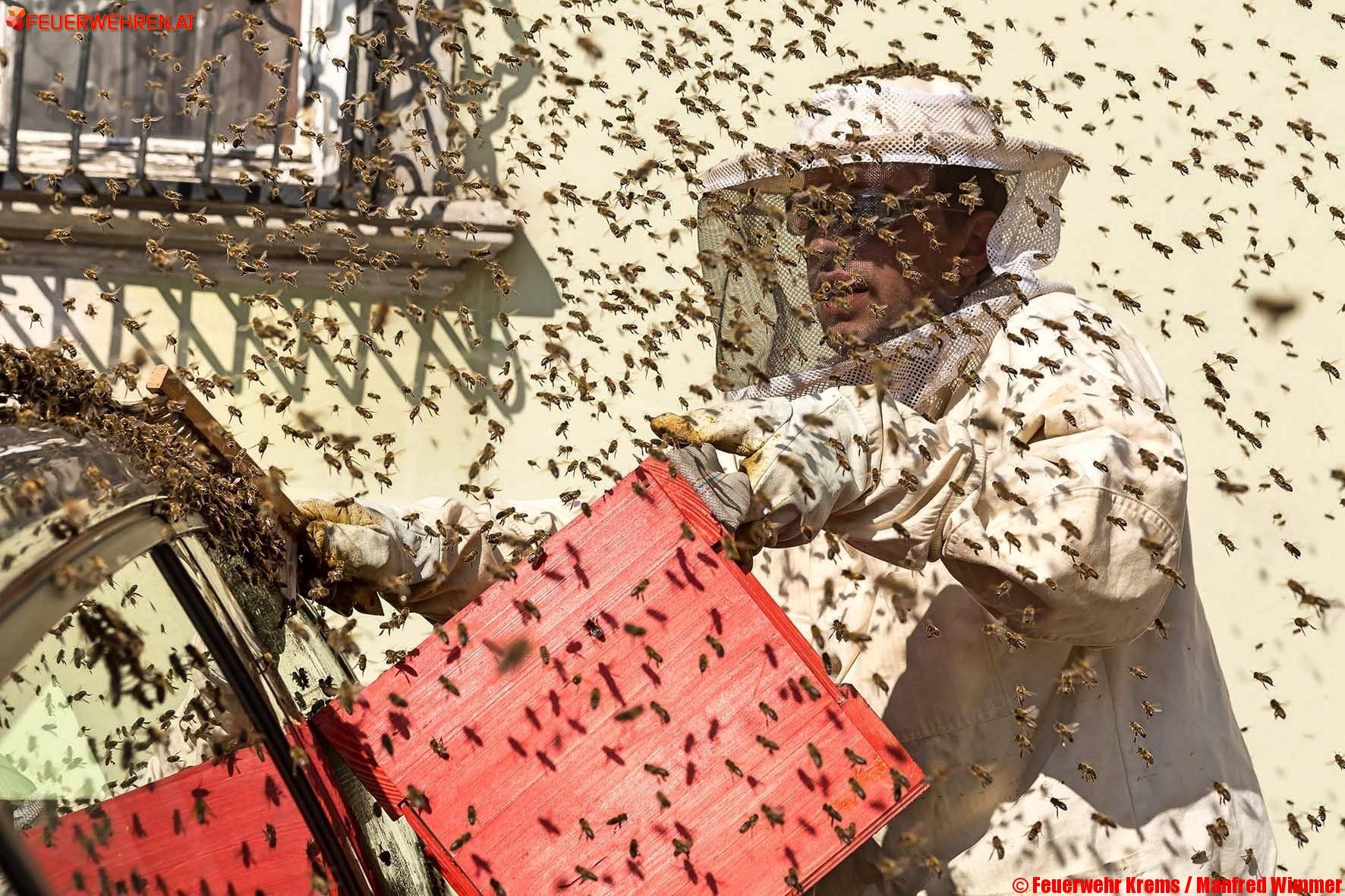 BFK Krems: Hunderte Bienen „belagerten“ Fahrrad und Auto