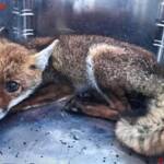 BF Wien: Tiere in Zwangslage