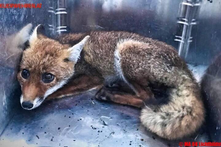 BF Wien: Tiere in Zwangslage