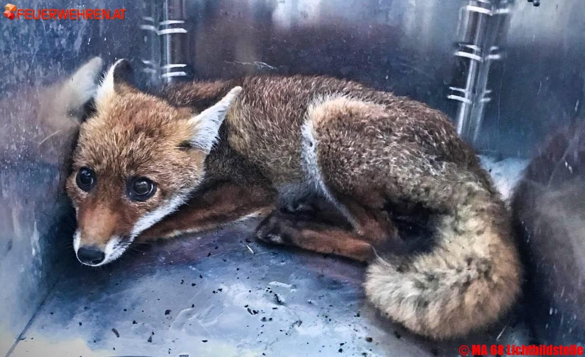 BF Wien: Tiere in Zwangslage