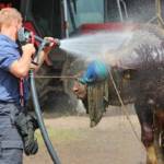 BFVDL A2: Tierrettung in Pölfing-Brunn 4