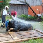 BFVDL A2: Tierrettung in Pölfing-Brunn 5