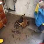 Rehkitz aus Werkskanal gerettet