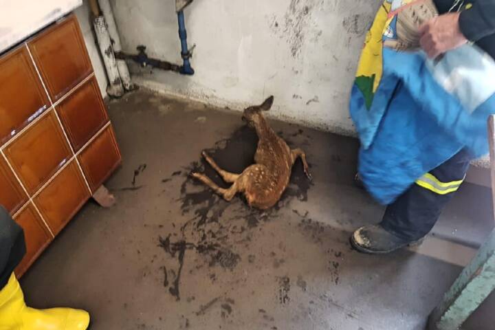 Rehkitz aus Werkskanal gerettet