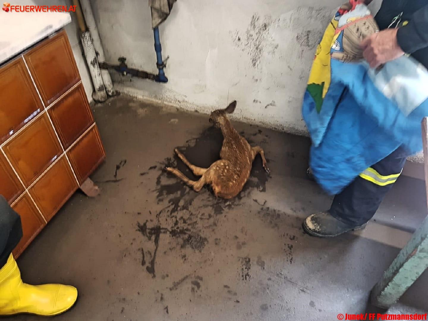 Rehkitz aus Werkskanal gerettet