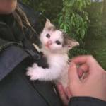 FF Pettendorf: Unwettereinsätze in Niederrußbach 3