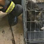 HFW Villach: Tierischer Feuerwehreinsatz