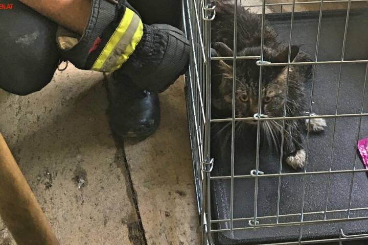 HFW Villach: Tierischer Feuerwehreinsatz