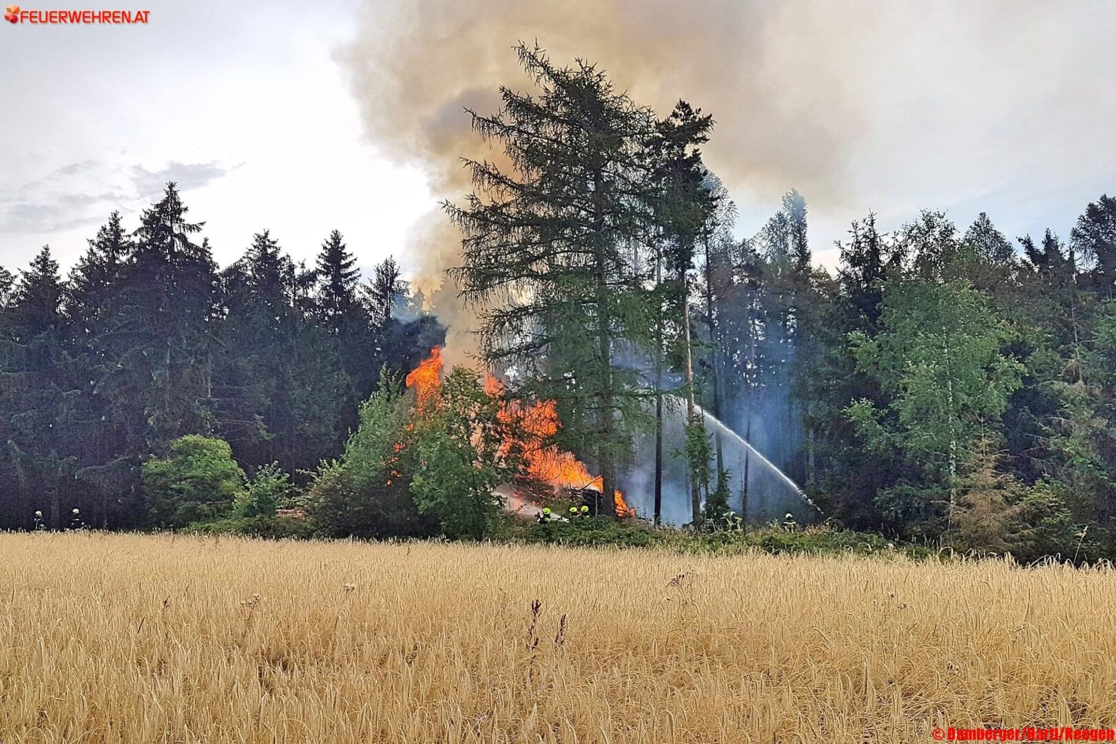 BFK Waidhofen a.d.Thaya: Waldbrand in Waldreichs bei Holzstoß