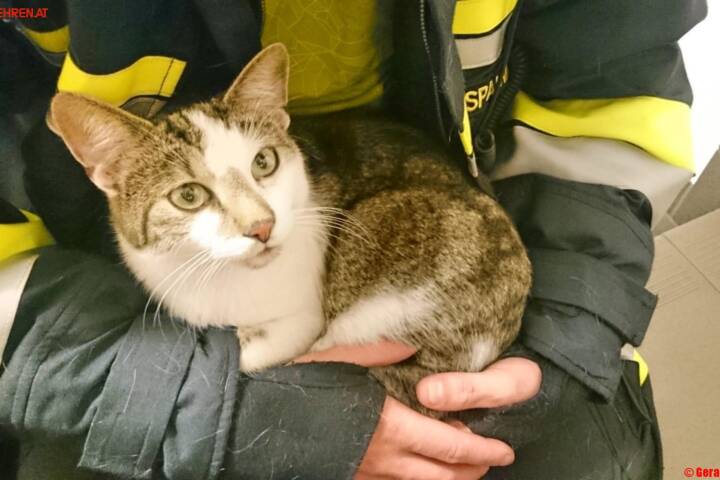 FF Krems: Zwei Katzen in einer Nacht gerettet
