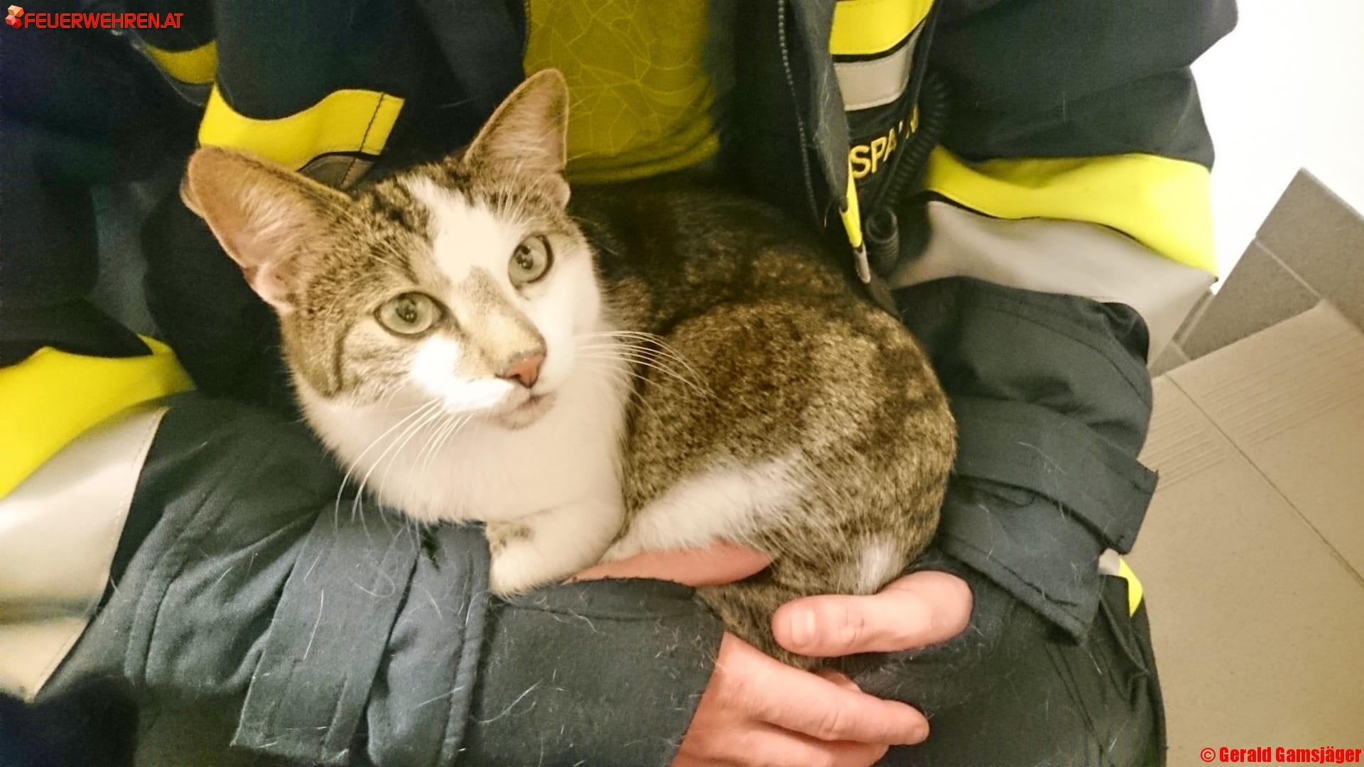 FF Krems: Zwei Katzen in einer Nacht gerettet