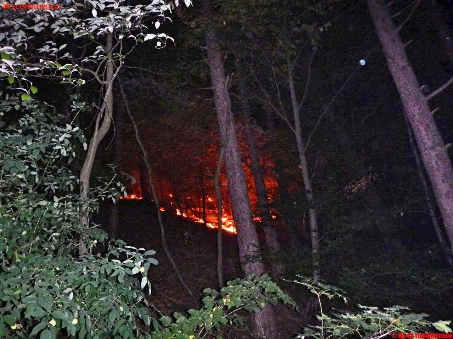 BF Wien: Waldbrand an der Wiener Stadtgrenze