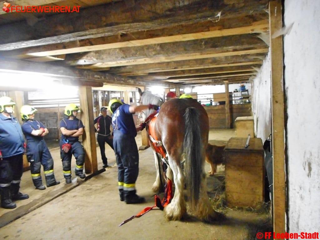 FF Leoben-Stadt: Tierrettungsübung im Groß-Gößgraben