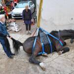 FF Brunn am Gebirge: Gestürzter Hengst gerettet