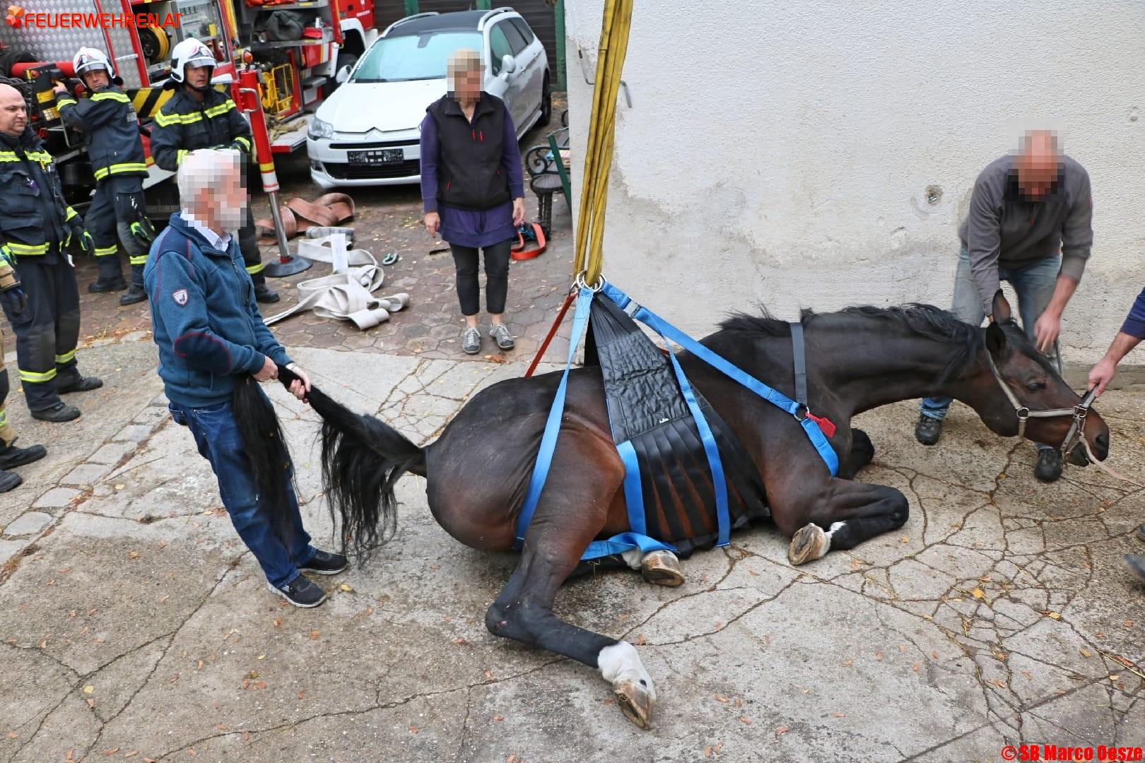FF Brunn am Gebirge: Gestürzter Hengst gerettet