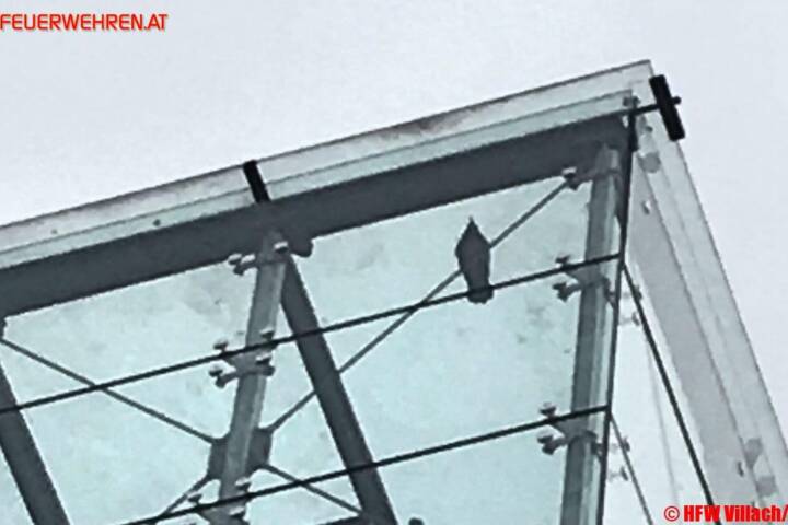 HFW Villach: Tierischer Einsatz im Finanzamt