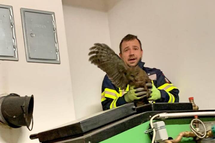 BFV Deutschlandsberg: Tierrettung aus Kamin