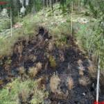 BFV Leoben: Waldbrand in der Obersteiermark