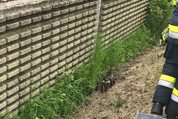 HFW Villach: Tierischer Einsatz für die Hauptfeuerwache