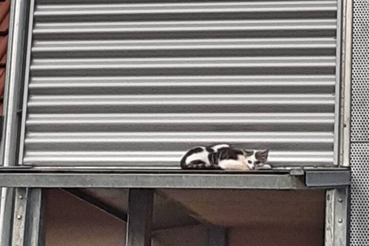 FF Stiwoll: Katze auf Glasvordach vor Hitzetod gerettet