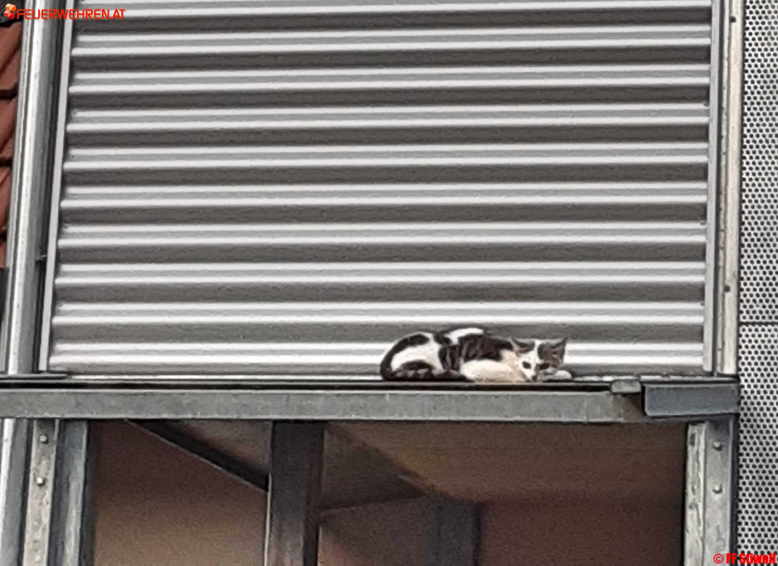 FF Stiwoll: Katze auf Glasvordach vor Hitzetod gerettet