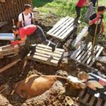 FF Steinberg-Rohrbach: Kuh in Misthaufen versunken