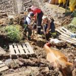 FF Steinberg-Rohrbach: Kuh in Misthaufen versunken 7
