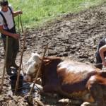 FF Steinberg-Rohrbach: Kuh in Misthaufen versunken 9