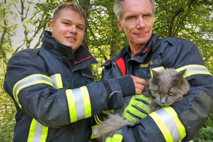 FF Klosterneuburg: Katze von Baum gerettet