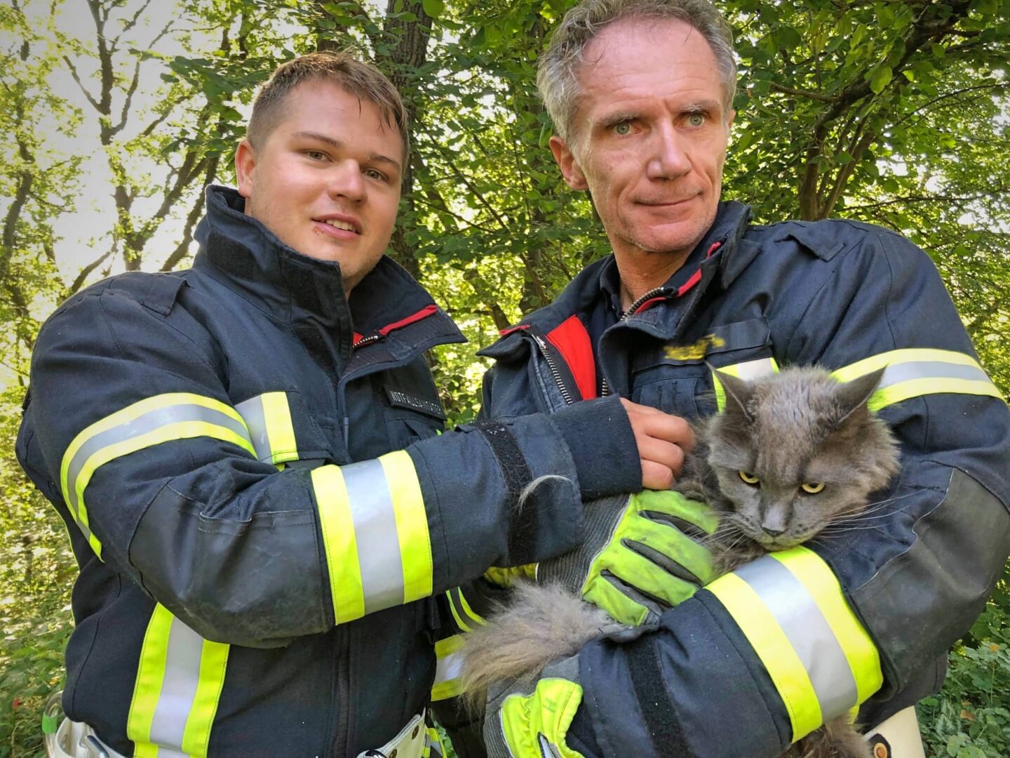 FF Klosterneuburg: Katze von Baum gerettet