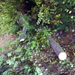 Bezirk Neunkirchen: Baum über der B26