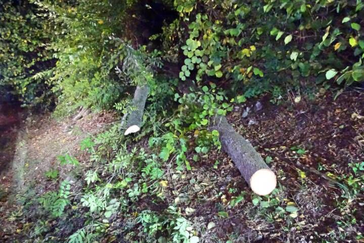 Bezirk Neunkirchen: Baum über der B26