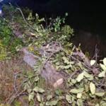 Baum über der B26 zwischen Stixenstein und Puchberg