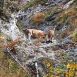 Tierrettung Tauplitzalm