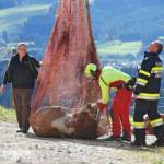 Tierrettung Tauplitzalm
