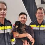 FF Klosterneuburg: Dame und Hund aus Aufzug befreit