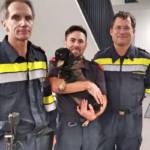 Dame und Hund aus Aufzug befreit