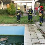 FF Wiener Neudorf: Rehe aus Pool und Garten gerettet