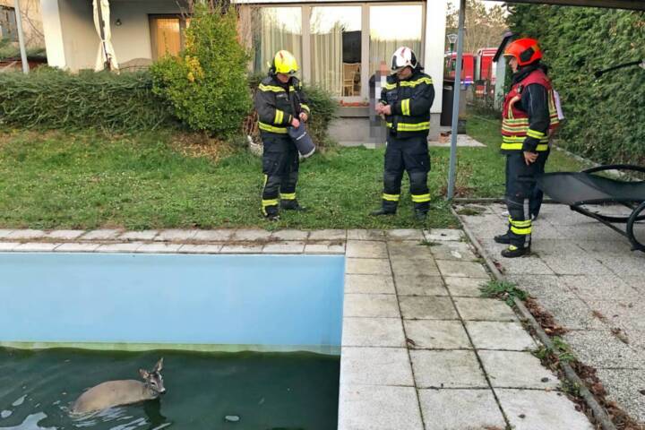 FF Wiener Neudorf: Rehe aus Pool und Garten gerettet