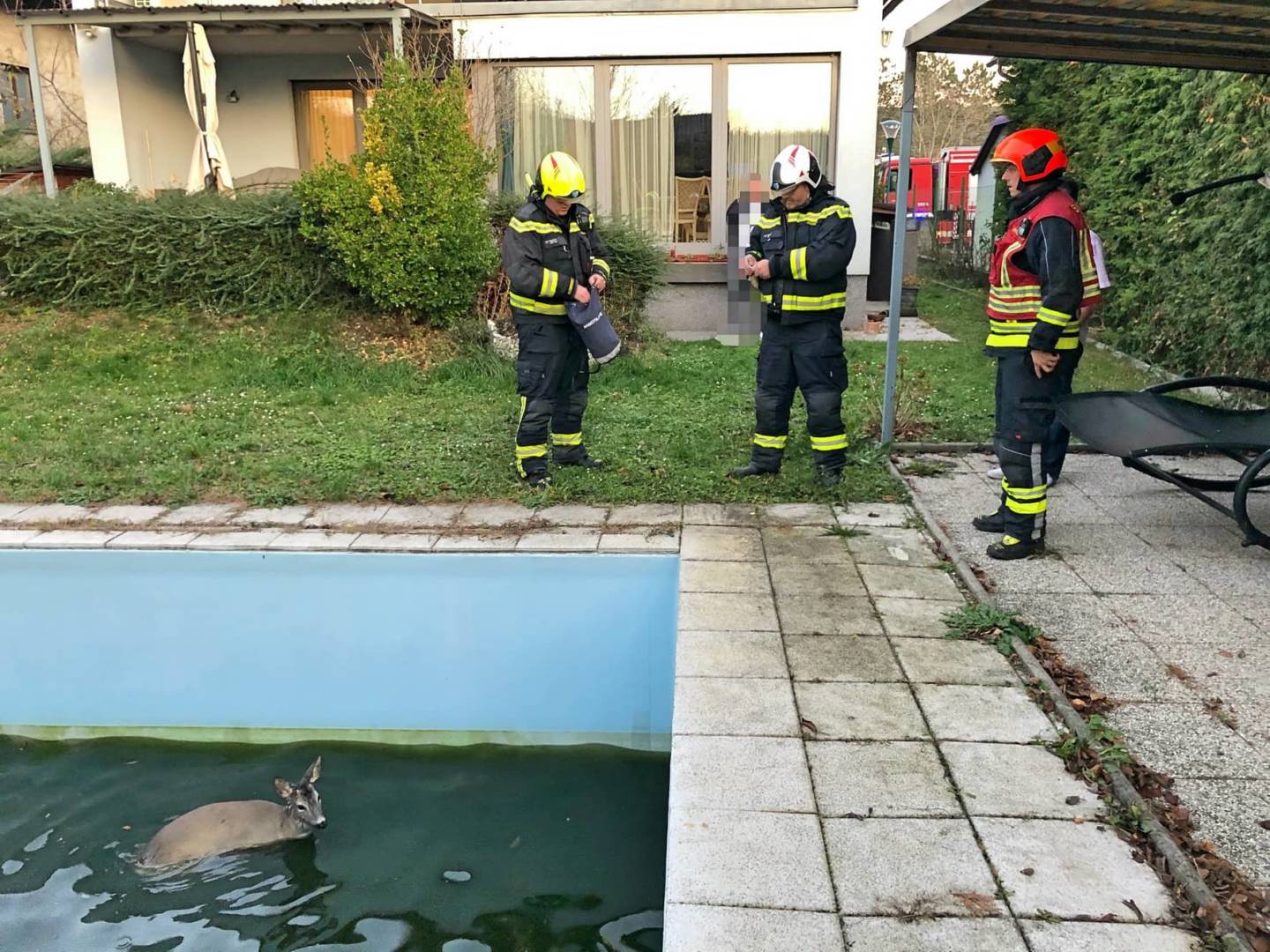 FF Wiener Neudorf: Rehe aus Pool und Garten gerettet