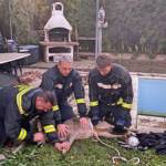 Feuerwehr rettet Rehe aus Pool und Garten in Wiener Neudorf